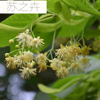 椴树种子园林种子盆栽庭院林木绿化种子 半斤