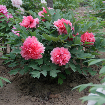 牡丹花苗精品花卉盆栽办公室绿植木本花卉盆栽正宗菏泽牡丹苗 12枝条