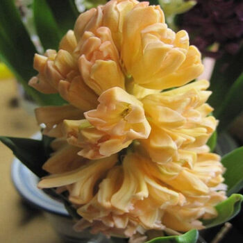 风信子 种球 郁金香 盆栽球根 花卉 水培植物 百合种球 风信子橙色系 