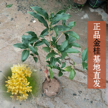 桂花苗盆栽八月桂树苗庭院花卉金桂嫁接沉香桂当年开花丹桂盆栽三年 金桂花不含盆 图片价格品牌报价 京东