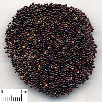 清雅(qingya) 可食用薄荷种子 艾草 紫苏种子 阳台盆栽花草四季易种