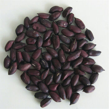 月娥 黑花生种子花生芽种子花生大白沙小白沙四粒红种子sn6843 黑花生