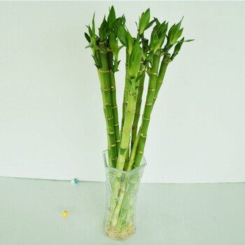 清寒园艺 富贵竹观音竹大叶竹转运竹龙竹直竹弯竹荷花竹紫叶竹竹塔