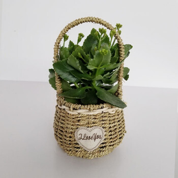 花明柳媚新品长寿花盆栽室内客厅桌面盆景四季绿植花期长带花瓣上海