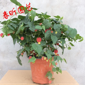 藤本爬藤植物盆栽灯笼花苗蔓性风铃花四季开花花卉观花植物室内花100cm 带花发货不含盆 图片价格品牌报价 京东