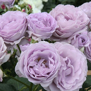 蓝色风暴月季花苗 蓝色玫瑰月季苗盆栽 清香灌木多季花卉 大苗 不含盆