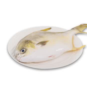 海南金鲳鱼 400g-500g 1条 袋装