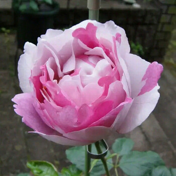 gren伊芙经典 月季 伊芙大理石冻糕 扦插苗 包活到手 m14盆中苗 含盆