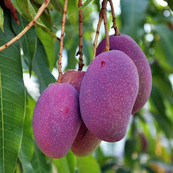 芒果苗庭院盆栽地栽果树苗红象牙金煌芒四季芒果树苗澳芒贵妃芒南北方