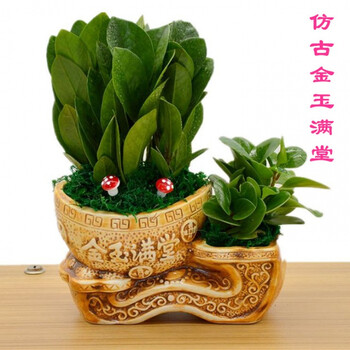 花明柳媚金钱树盆栽树豆瓣绿碧玉发财树盆栽绿植全国 古金玉 金钱树
