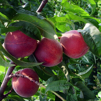 嫁接桃树树苗 水蜜桃油桃黄桃树苗 南北方种植 日本红甜桃 5年苗(当年