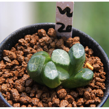 雪葵万象实生一物一拍周正大株十二卷玉露多肉植物栽好 w20 带盆栽好