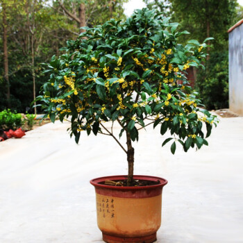 果林軒嫁接桂花苗盆栽綠植花卉植物丹桂金桂沉香桂硃砂桂花樹苗四季