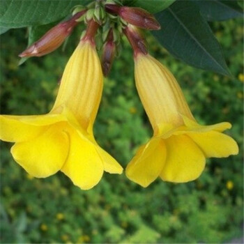 倒挂金钟花苗盆栽 灯笼花盆栽 花卉观花植物带花四季开花发货小苗 黄