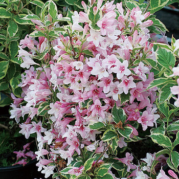 虹越 长安苗圃 花叶锦带"金边"5加仑盆栽苗 庭院花园观花灌木 花叶