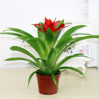 植物水培小红星鸿运当头 凤梨 四季开花盆栽办公室桌面盆景花卉 鸿运当头简易盆【图片 价格 品牌 报价】-京东