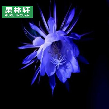 果林轩室内阳台盆栽昙花花卉琼花苗俗称月下美人昙花多好昙花蓝色 3年苗 不含盆 图片价格品牌报价 京东