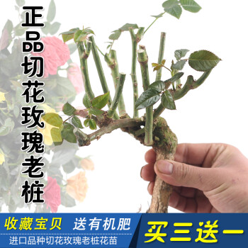 切花 綠植盆栽花卉庭院陽臺易種薔薇 濃香四季花卉老樁苗包郵 月季