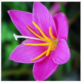 桌面盆栽观花球根植物花卉 葱兰花根花苗 葱兰/韭兰/风雨兰 紫红色 不