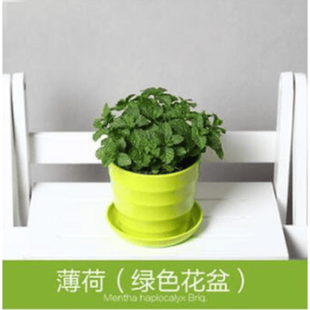 新鲜柠檬留兰香薄荷叶香草苗盆栽绿植花卉可食用开花不断净化空气螺纹绿色花盆 薄荷苗 套餐 带盆栽好 图片价格品牌报价 京东