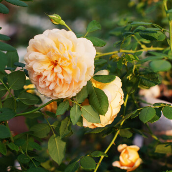 爬藤月季花苗大花濃香四季開花玫瑰薔薇花卉盆栽植物歐月 黃金慶典