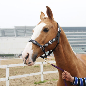牵马笼头马笼头精致马龙套耐用马术用品 黑色