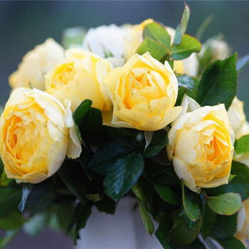 日月金平糖微月玫瑰 绿植 花卉盆栽 多花 金丝雀 带盆栽好