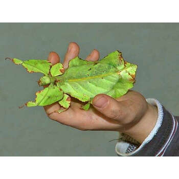 【现货】巨人叶修虫卵 马来竹节虫奇趣另类宠物昆虫吃月季树莓叶 30