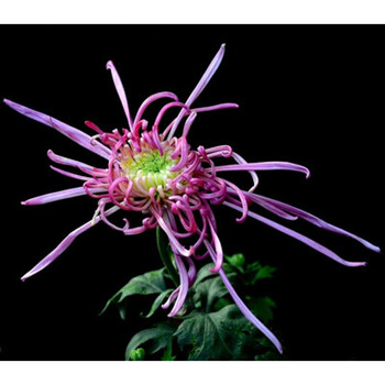 花明柳媚大菊花苗盆栽 室内庭院花卉绿植 四季菊花 当年开花 含烟 不