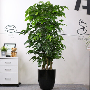 觀葉綠色植物 幸福樹 大型盆景幸福樹盆栽 室內大型植物 50釐米高幸福