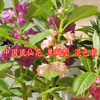 永赐重瓣凤仙花种子茶花凤仙芳香花卉四季播种染指甲花盆栽阳台庭院茶花凤仙花种子中国凤仙花种子混色装约500粒间包装 图片价格品牌报价 京东