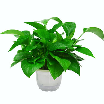 骁熊 大绿萝水培室内吸除甲醛大盆吊兰绿植办公室盆栽大叶长藤绿萝