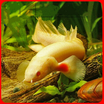 白子金恐龙 草绳恐龙鱼 红眼白化恐龙热带鱼观赏鱼 大型活体鱼 10cm