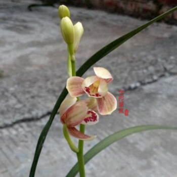 蘭花苗建蘭粉荷蘭花室內綠植花卉好養陽臺辦公室植物四季蘭花 5苗連體