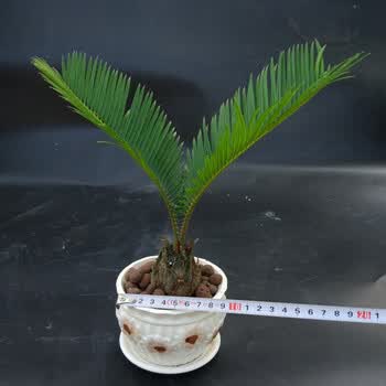 铁树 小苏铁苗盆栽 花卉室内客厅盆景发财树植物办公室绿植 小铁树