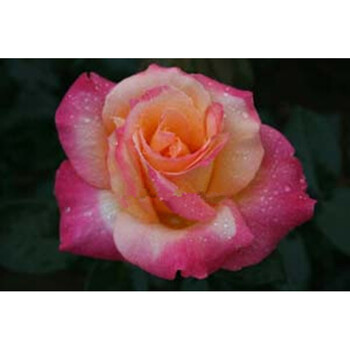 gren植物 三年苗 大花香水 月季花苗 玫瑰花苗 蔷薇花苗 盆栽苗 希腊