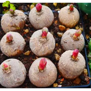 乐诗曼新货上架 多肉植物 玫瑰大戟 块根带花苞 5cm 不含盆