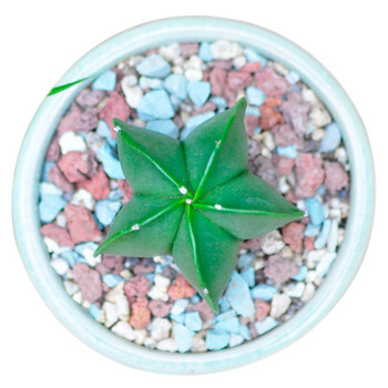 精品多肉 生石花多肉植物组合石头花屁屁花多色可爱小肉肉植物不含盆鸾凤玉2 3cm 不含盆 图片价格品牌报价 京东