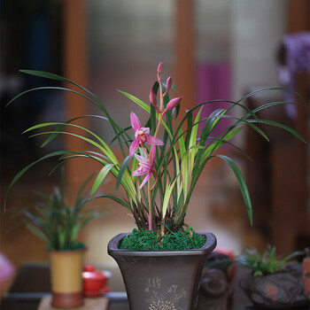 市长红6苗(带花苞) 裸根不带土