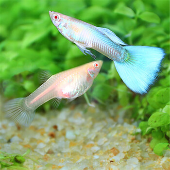 热带鱼孔雀鱼活体小型淡水鱼凤尾鱼练手鱼观赏鱼小鱼 天空蓝孔雀鱼x1