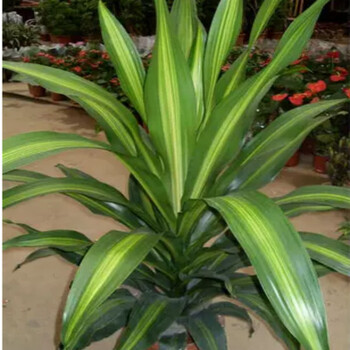 一本万利【90-1米】 不含盆