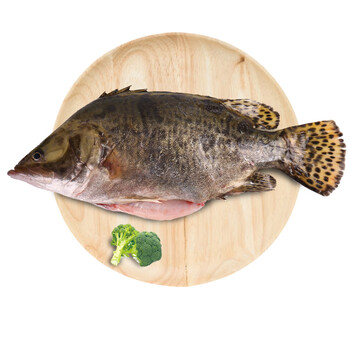 活杀广东桂鱼 600-700g 条 海鲜水产 活杀广东桂鱼 600-700g 条 海鲜