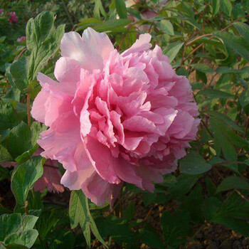 花苗盆栽室内阳台绿植物正宗洛阳重瓣花卉四季种植当年开花 醉西施 不