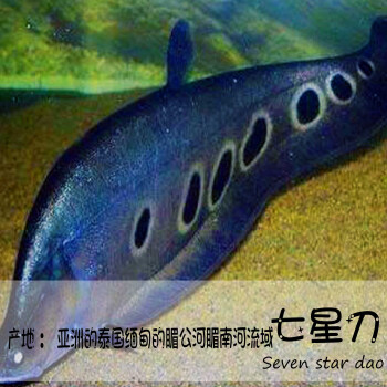 七星刀魚黃金白化刀虎紋刀東陽刀魚活體 虎紋刀18cm左右【圖片 價格