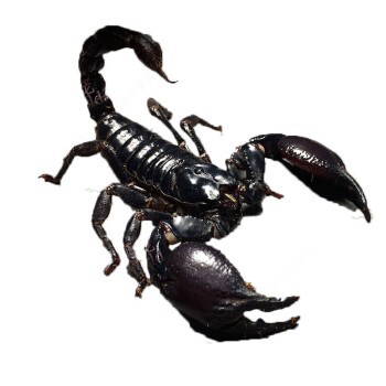 宠物蝎子品种图片