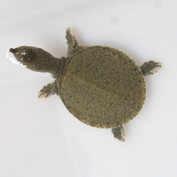 外塘小甲鱼苗活体鳖水鱼苗王八苗中华鳖团鱼龙鱼活体饲料 水浮莲一朵