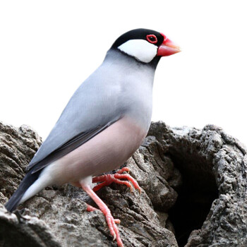 虎皮鸚鵡 活體牡丹鸚鵡 珍珠鳥文鳥活體說話鳥觀賞鳥手養鳥小鳥活體