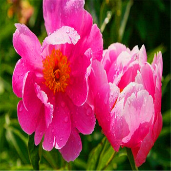 种根带芽芍药根块多年生芍药花苗洛阳牡丹花苗赛玫瑰花卉植物 朱砂判