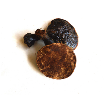 野生反柄灵芝 背柄紫灵芝 500g