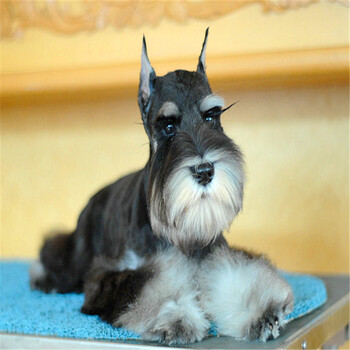 纯种双血统椒盐色雪纳瑞犬幼犬活体 出售黑银色雪纳瑞小型宠物狗狗